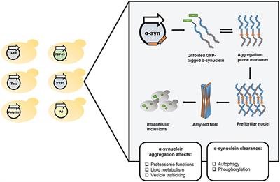 Yeast Models for the Study of Amyloid-Associated Disorders and Development of Future Therapy